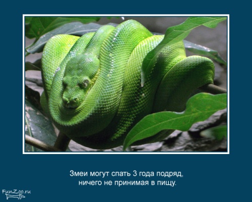 VFL.RU -  