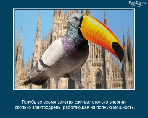 VFL.RU -  