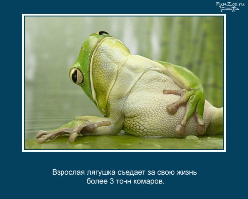 VFL.RU -  