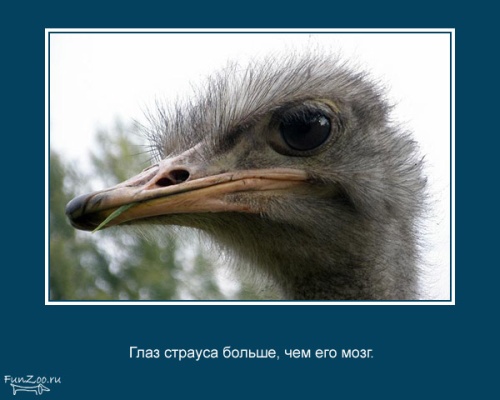 VFL.RU -  