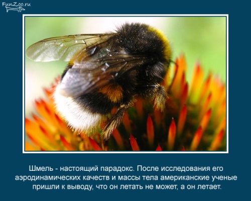 VFL.RU -  