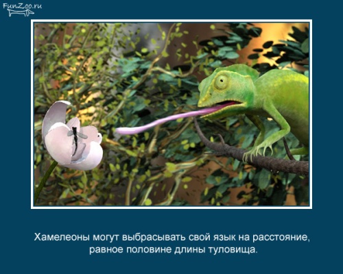 VFL.RU -  