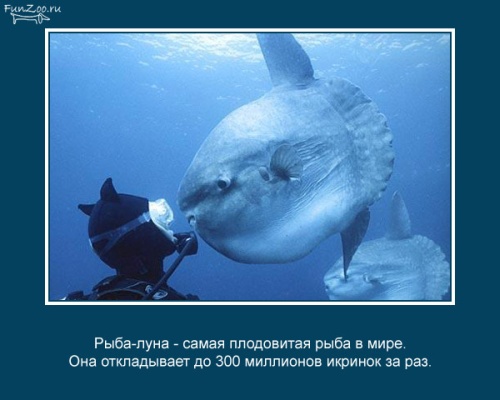 VFL.RU -  