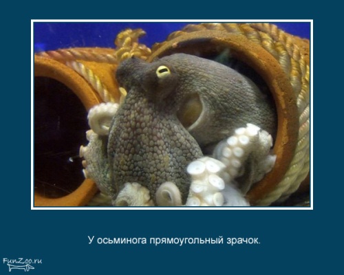 VFL.RU -  