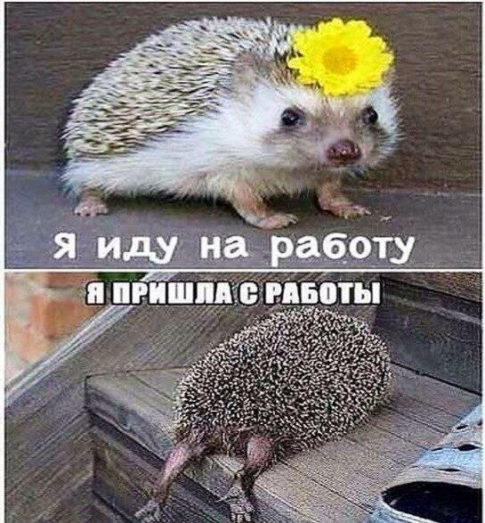 VFL.RU -  