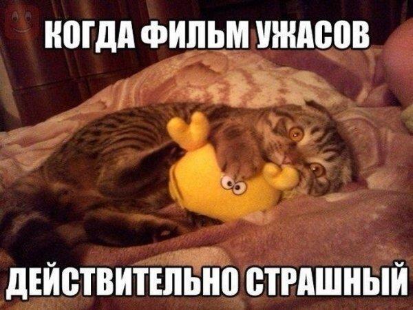 VFL.RU -  