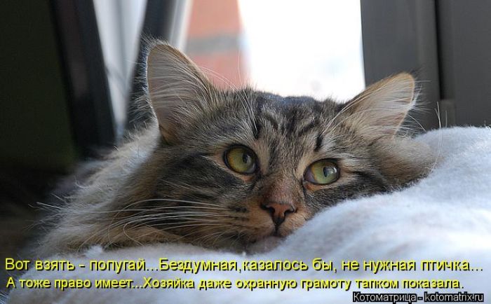 VFL.RU - ��� �����������