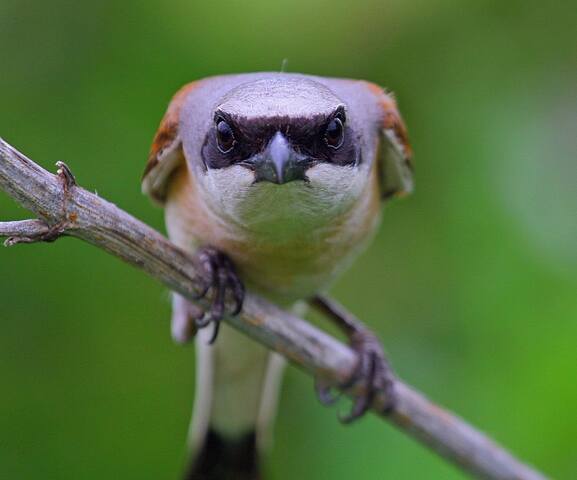 VFL.RU - ваш фотохостинг