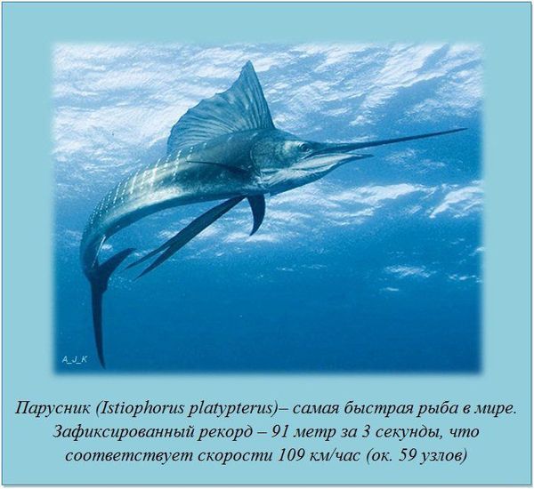 VFL.RU -  