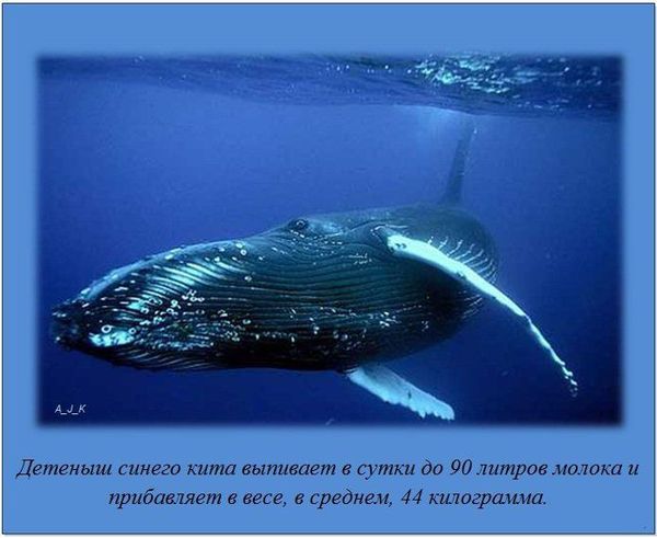 VFL.RU -  