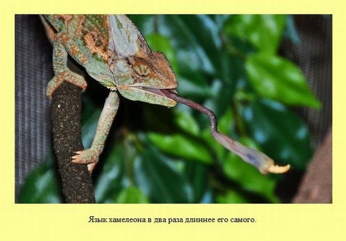 VFL.RU -  