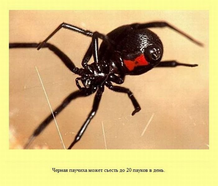VFL.RU -  