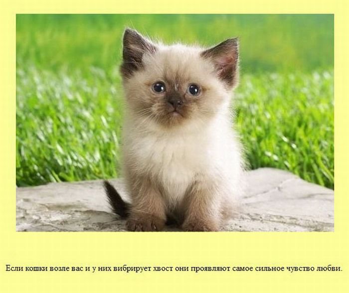 VFL.RU -  