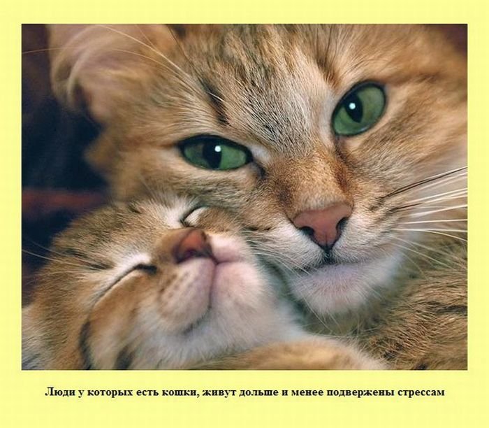 VFL.RU -  