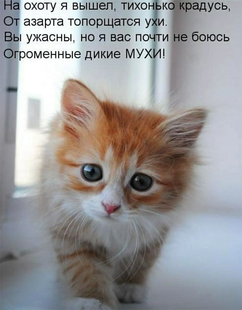 VFL.RU -  