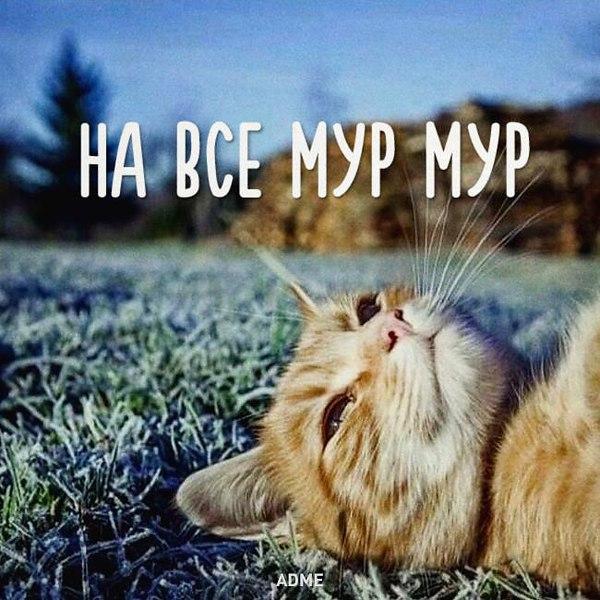 VFL.RU -  