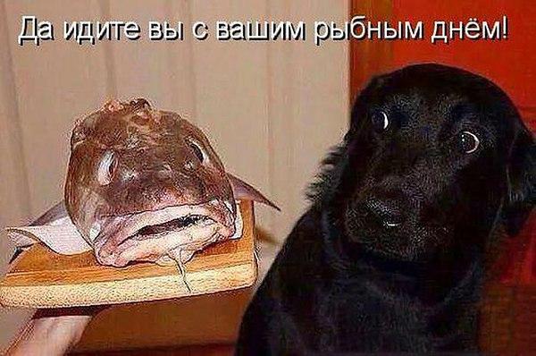 VFL.RU -  