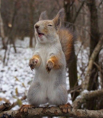 VFL.RU -  