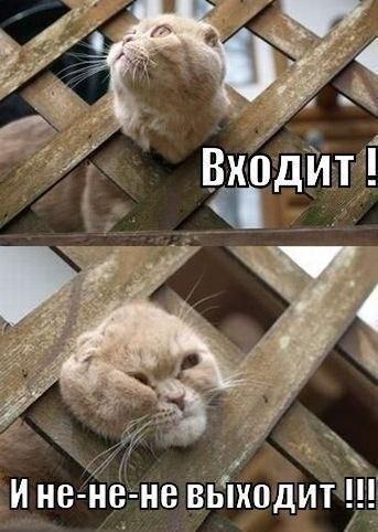VFL.RU -  