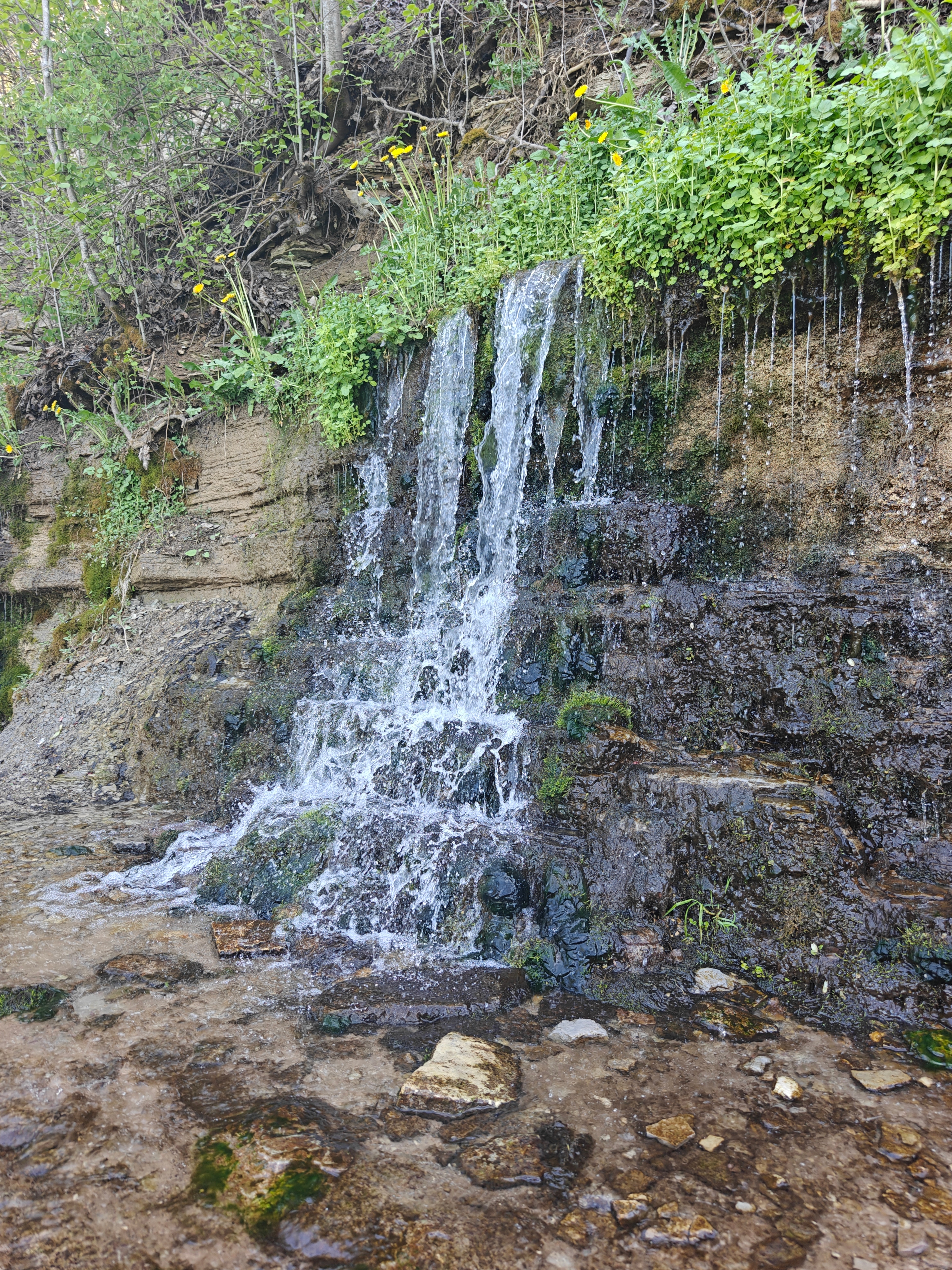 родник