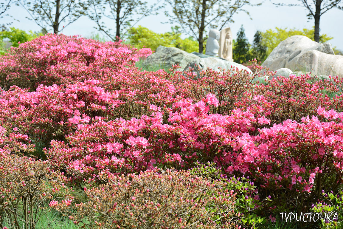Японский сад Краснодар
