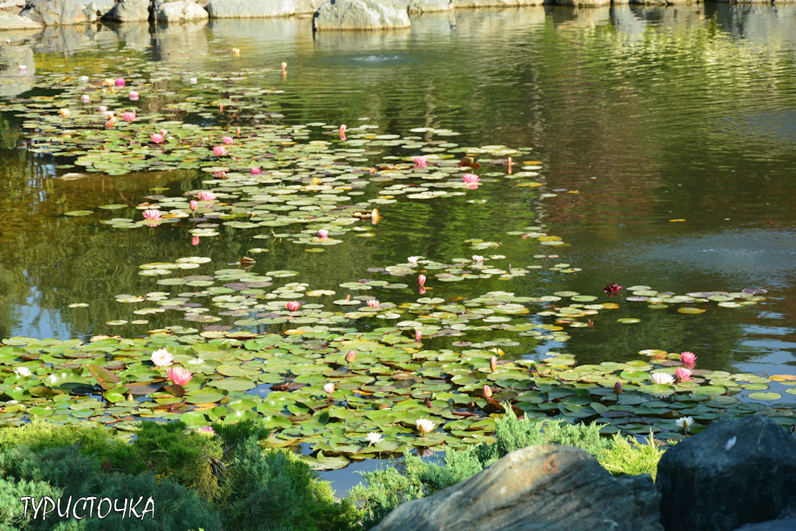 Японский сад Краснодар
