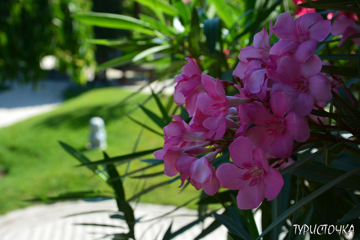 Японский сад Краснодар