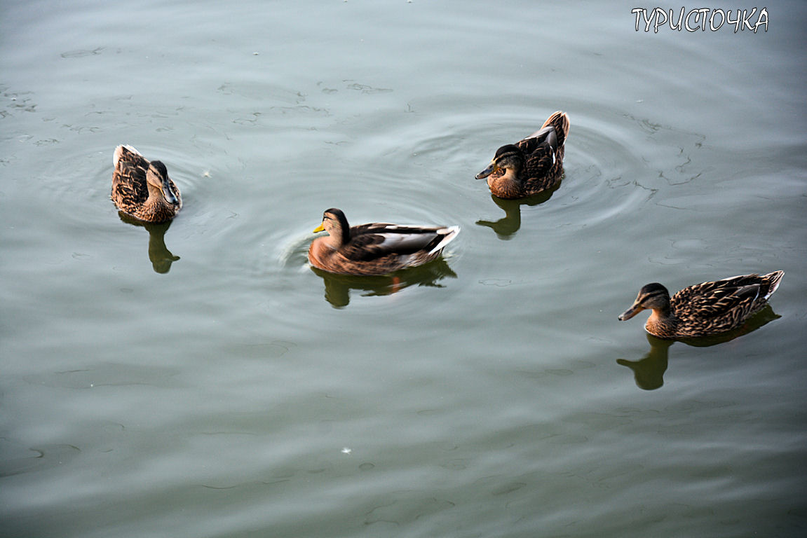 Парк Первая Миля