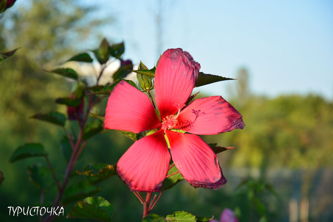 Парк Первая Миля