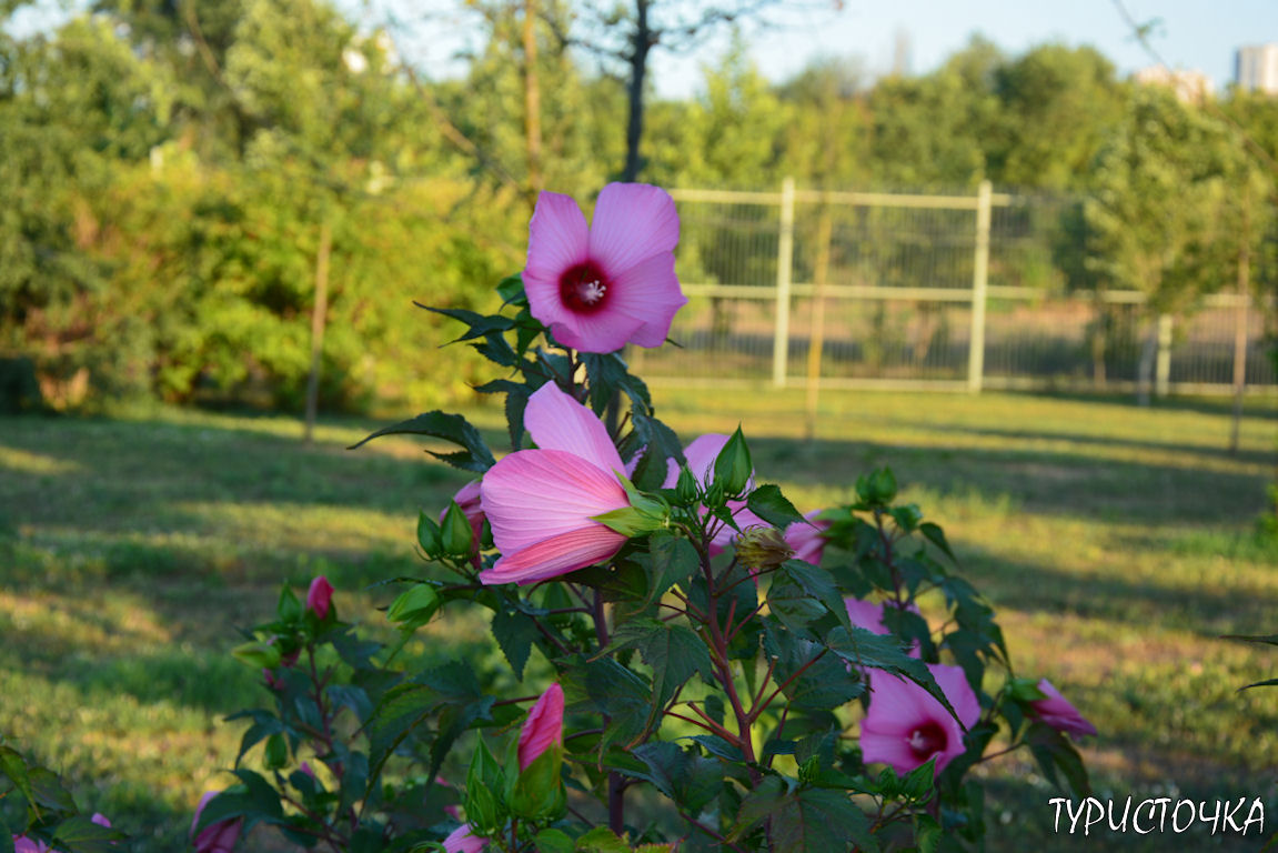 Парк Первая Миля