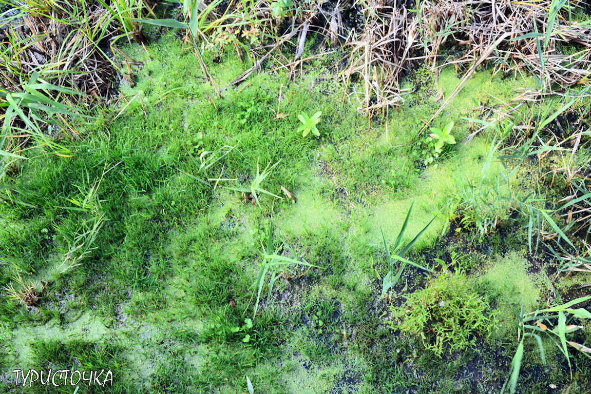 Мухина балка