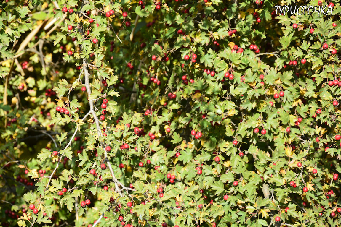 muhina-balka-2025-16