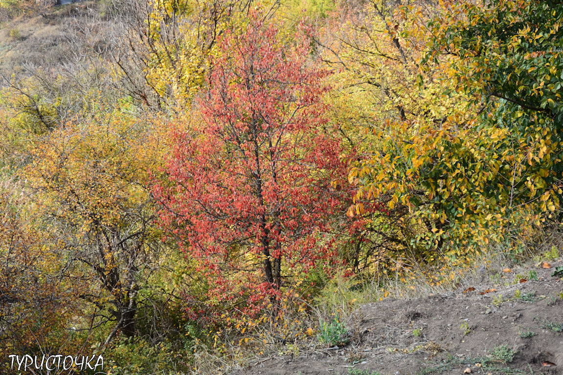 muhina-balka-2025-27