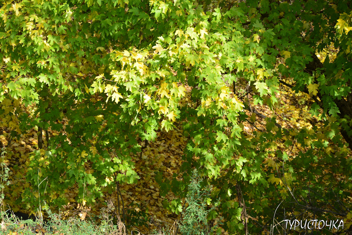 muhina-balka-2025-28