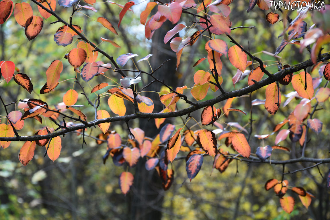 muhina-balka-2025-46