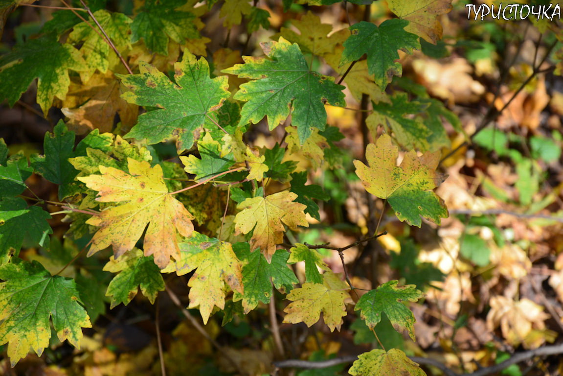 muhina-balka-2025-48