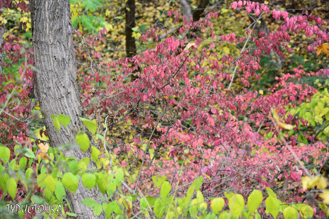 muhina-balka-2025-50