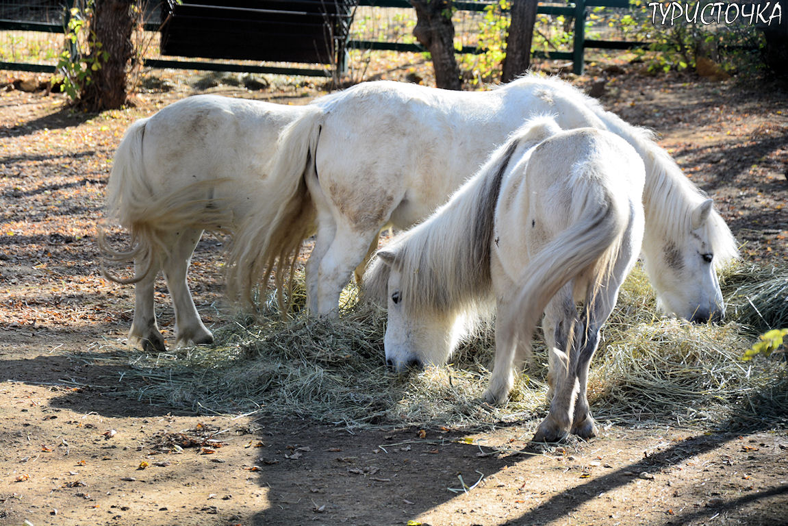 Зоопарк Ростов-на-Дону