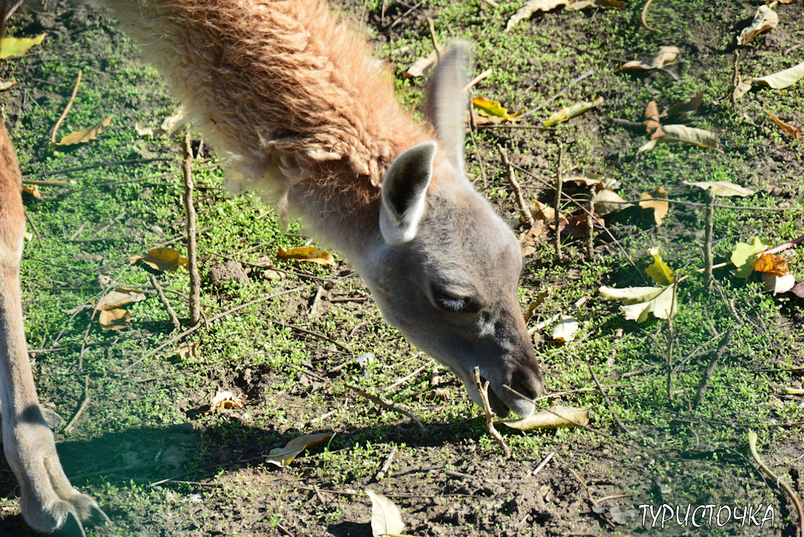 Зоопарк Ростов-на-Дону