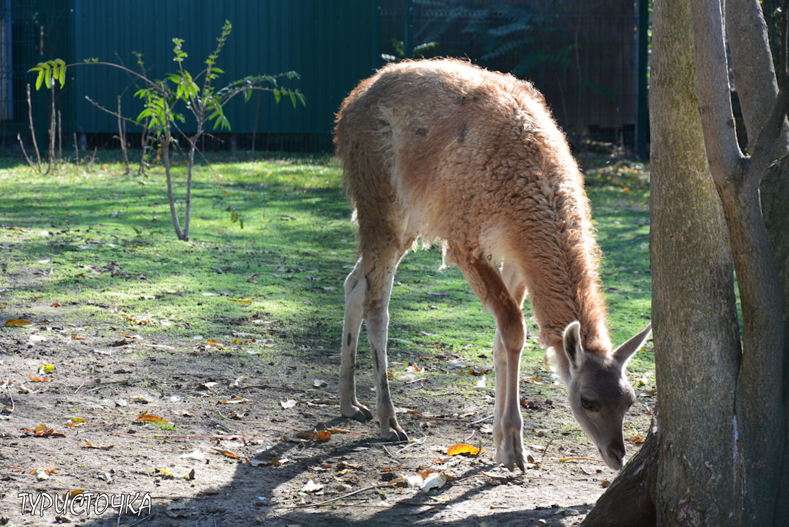 Зоопарк Ростов-на-Дону