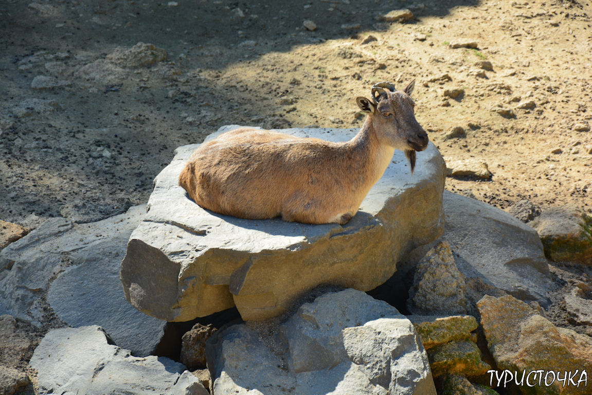 Зоопарк Ростов-на-Дону