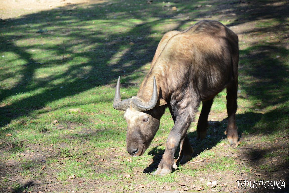 Зоопарк Ростов-на-Дону
