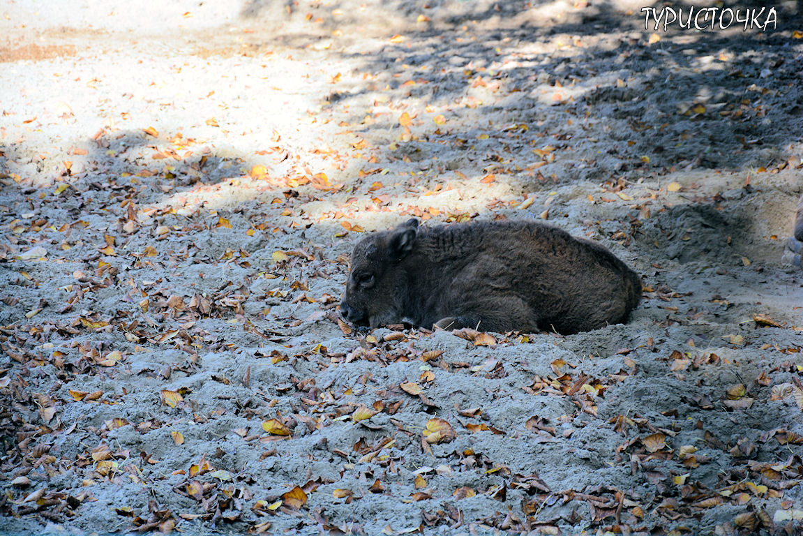 Зоопарк Ростов-на-Дону