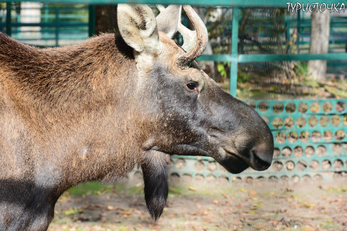 Зоопарк Ростов-на-Дону