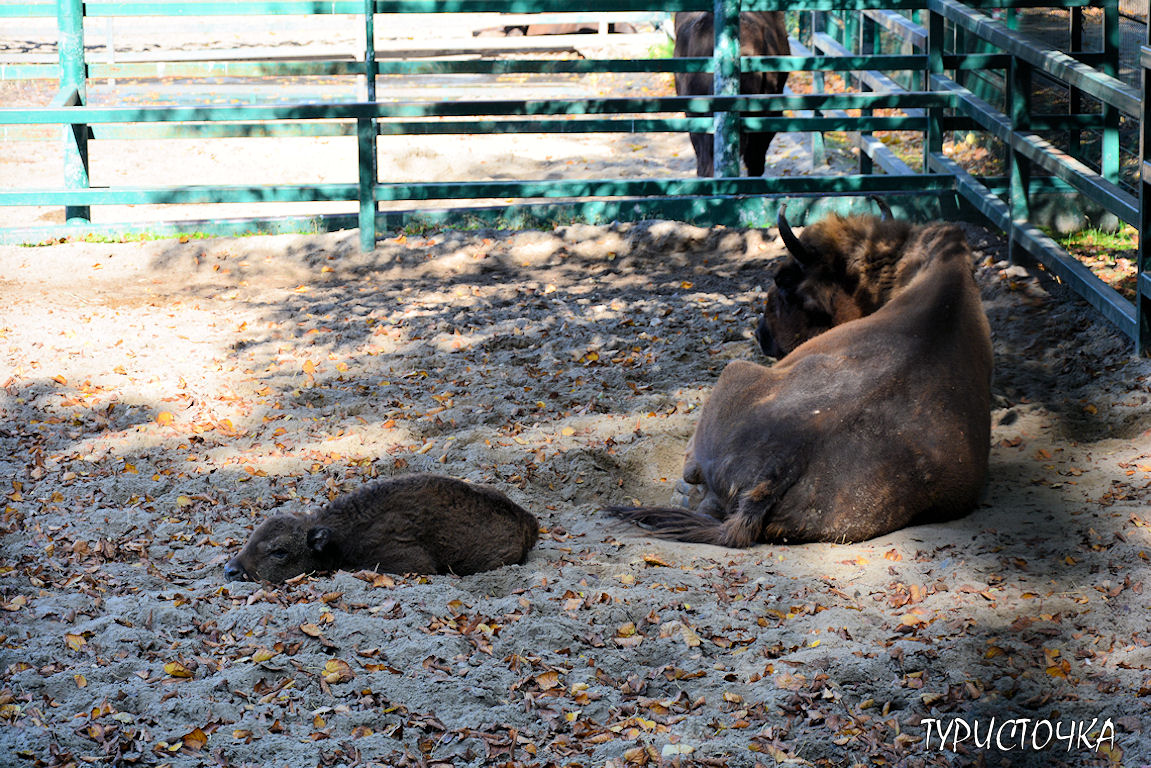 Зоопарк Ростов-на-Дону