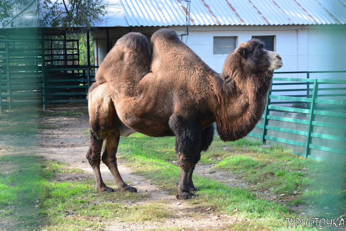 Зоопарк Ростов-на-Дону