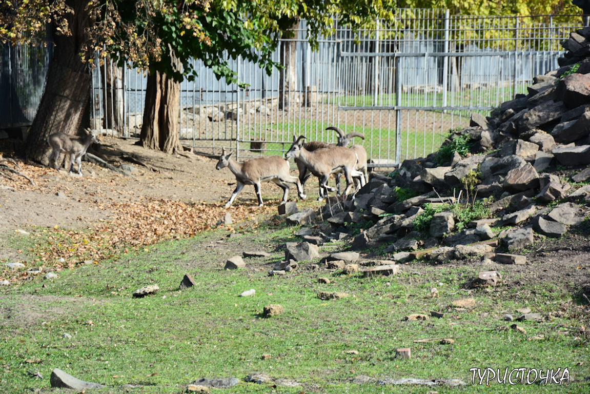 Зоопарк Ростов-на-Дону
