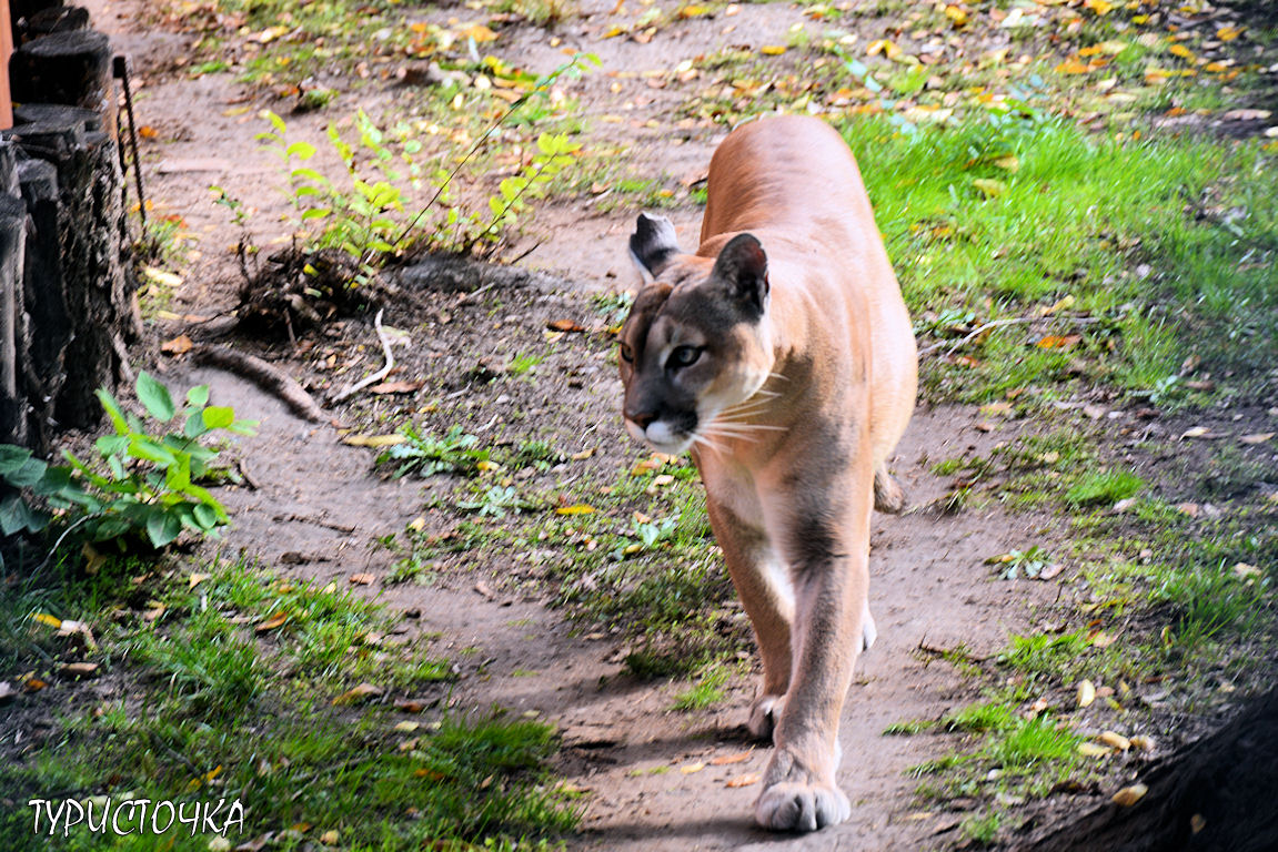 Зоопарк Ростов-на-Дону