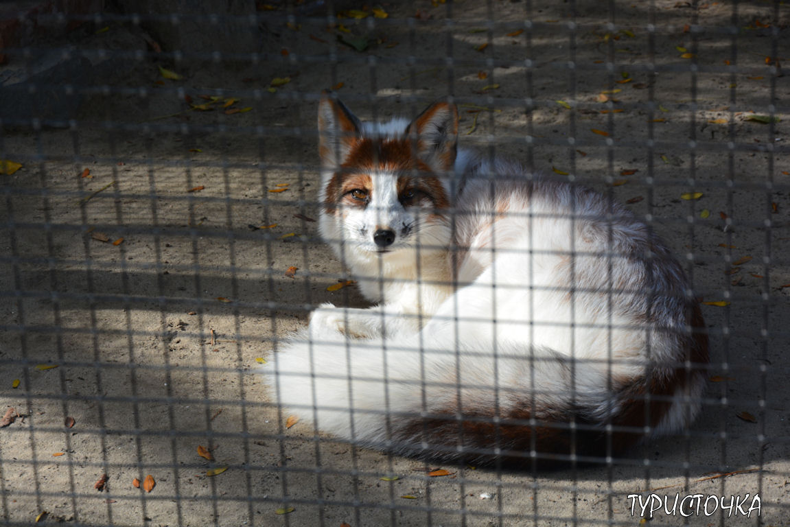 Зоопарк Ростов-на-Дону