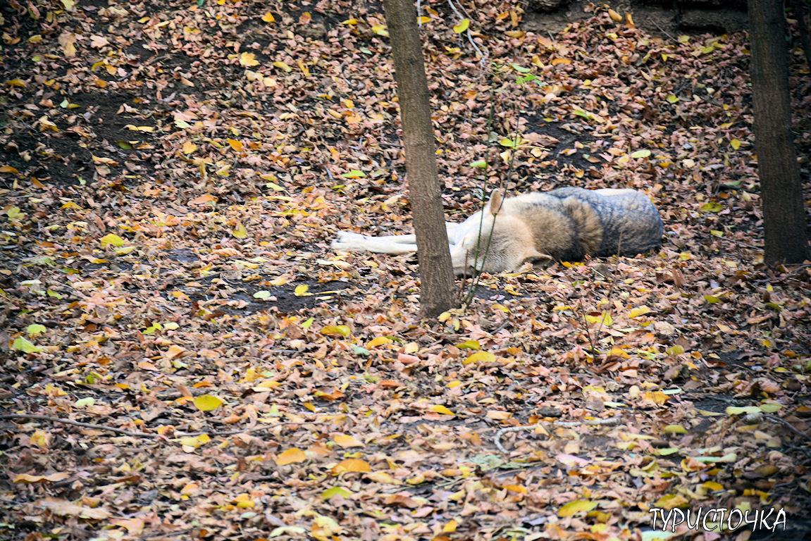 Зоопарк Ростов-на-Дону